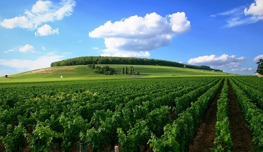Vignoble de la Côte de Nuits, sur la route des Grands Crus au sud de Dijon